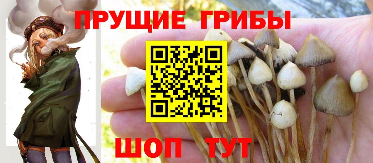Псилоцибиновые грибы Psilocybine cubensis Фрязино